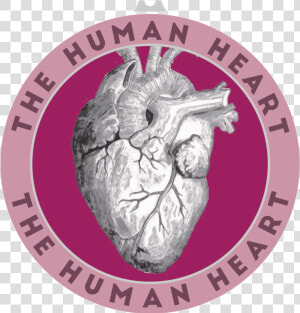 They Are Part Of Our Circulatory System And They Are   Human Heart  HD Png Download