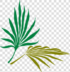 Palm Leaves  Palm  Tropical  Nature  Green  Summer   Palm Frond Clip Art  HD Png Download