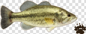 Basslargemouth Jimmyhoopz   Largemouth Bass Png  Transparent Png