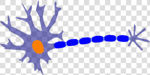 Sensory Neuron Clipart  HD Png Download