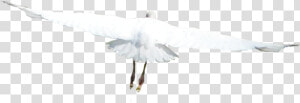 White Birds Png   Flying Birds White Birds Png  Transparent Png