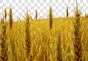 Tare Png By Dbszabo   Png Download   Wheat And Tares Png  Transparent Png