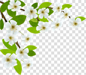 Free Png Download White Spring Branch Png Images Background   Good Morning Quotes On Respect  Transparent Png