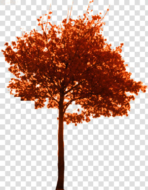 Fall Tree Png Download   Tree Autumn Branch Png  Transparent Png