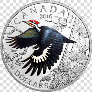 Pileated Woodpecker Coin  HD Png Download