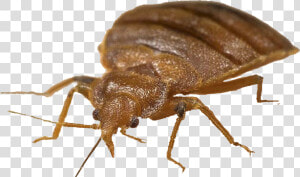 Bed Bug Png   Mexican Chicken Bug  Transparent Png