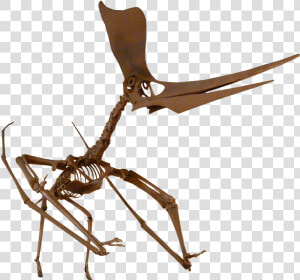 Pteranodon Fossil Png  Transparent Png