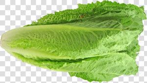 Everything You Need To Know About The Romaine Lettuce   Lechuga Romana Y Orejona  HD Png Download