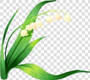 Lily Of The Valley Vector Clipart   Png Download   Lírio Dos Vales Png  Transparent Png