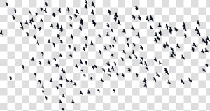 Input Flock Of Birds Silhouette   Png Download   Flock  Transparent Png