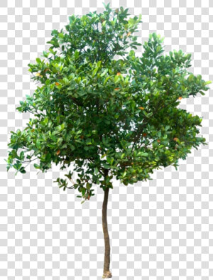 Realistic Tree Png Photo   Tree Png High Resolution  Transparent Png