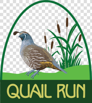 Quail Run Golf Links  HD Png Download