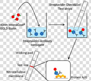 Strip Test Biotin Streptavidin  HD Png Download