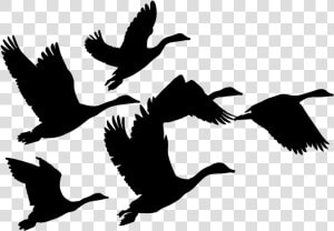 Geese  Goose  Birds  Animals  Flying  Silhouette  Svg   Geese Clip Art  HD Png Download