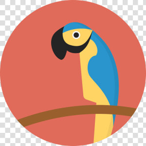 File Creative Tail Animal   Parrot In A Circle  HD Png Download