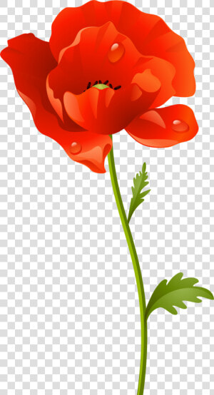 Clip Art Poppy Flowers Clipart   Poppy Flower Png  Transparent Png