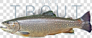 Lake Trout   Truite Omble De Fontaine  HD Png Download