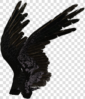 Black Angel Wings Side View   Png Download   Black Angel Wings Side View  Transparent Png