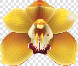 Yellow Orchid Png Clipart   Yellow Orchids Png  Transparent Png