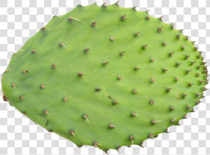 Prickle Png Transparent Image   Thorns  Spines  And Prickles  Png Download