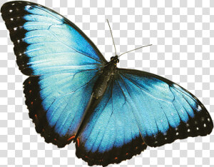 Mariposas Azul Rey Png   Blue Butterfly Transparent Background  Png Download