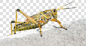 Caelifera  Grasshopper  Romalea Microptera  Insect   Insect Grasshopper  HD Png Download