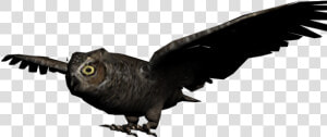 Thumb Image   Buho Volando Png  Transparent Png