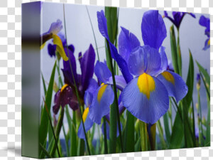 Irises Flowers Garden Purple   Irises  HD Png Download