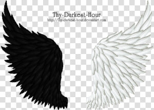 Black Feather Wing Png   Black And White Angel Wings Png  Transparent Png