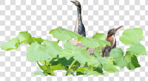 How Green Herons Hunt For Food   Seabird  HD Png Download