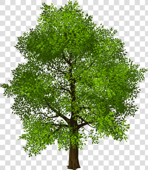 Tree Transparency And Translucency Clip Art   Green Tree Background Png  Transparent Png