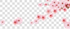 Transparent Cherry Blossom Png   Cherry Blossom Png  Png Download