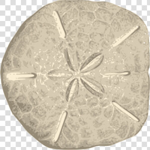 Sand Dollars Clipart   Sand Dollar Png  Transparent Png