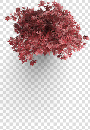 Maple Leaf   Japanese Maple Plan View  HD Png Download