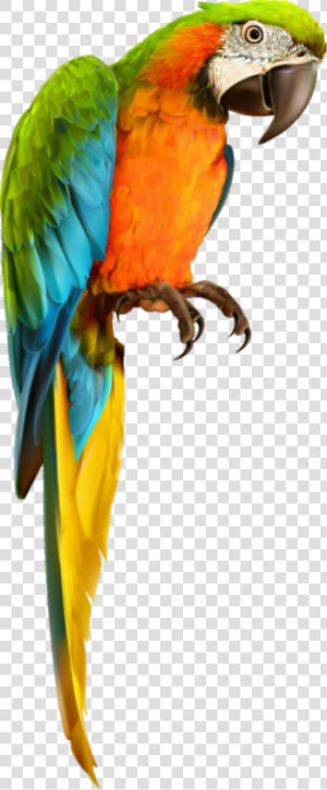 Parrot Macaw Freetoedit   Transparent Background Parrot Transparent  HD Png Download