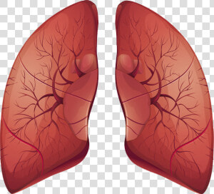 Lungs Png   Earrings  Transparent Png