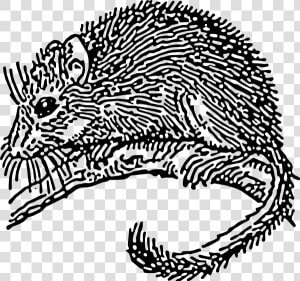 Dormouse Rodent Svg Clip Arts   Dormouse Drawing  HD Png Download