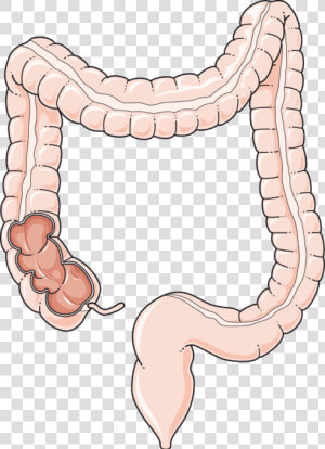 Colon Png  Transparent Png