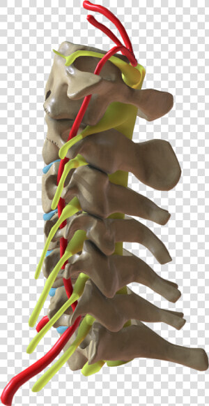 Cervical Spine Side View   Toy  HD Png Download