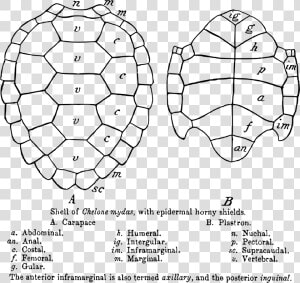 Carapace And Plastron Of Turtle  HD Png Download