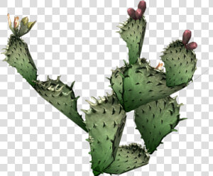 Cactus Png Prickly   Prickly Pear Cactus Transparent Background  Png Download