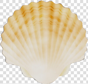 Cockle Conchology Scallops   Scallops Png  Transparent Png