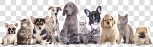 Friendly Paws Pet Resort   Vaccine Cat And Dog  HD Png Download