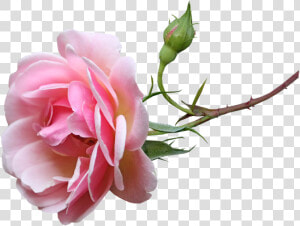 Flower  Pink  Fragrant  Rose  Stem  Bud  Cut Out   Garden Roses  HD Png Download