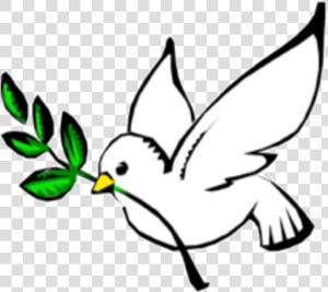 Columbidae Doves As Symbols Peace Olive Branch Clip  HD Png Download