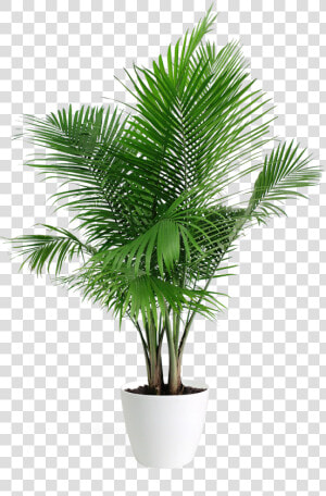 Areca Palm Plant Png  Transparent Png