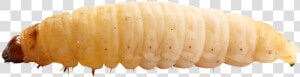 Maggot Insect Png Clipart   Maggot Png  Transparent Png