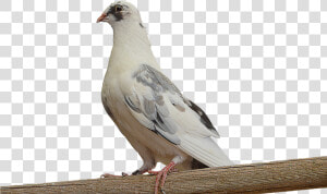 Png  Paloma  White Dove  Dove On Branch  Ave  Feathers   Dove On A Branch Png  Transparent Png