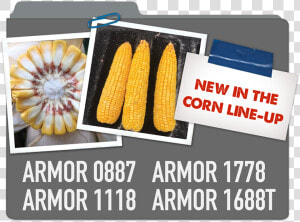 New Corn Line up Armor 0887  Armor 1778  Armor 1118    Corn Kernels  HD Png Download