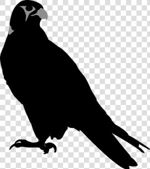 Falcon  Bird  Hawk  Perching  Perch  Stare   Hawk Silhouette  HD Png Download